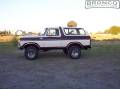 Brown And White Bronco